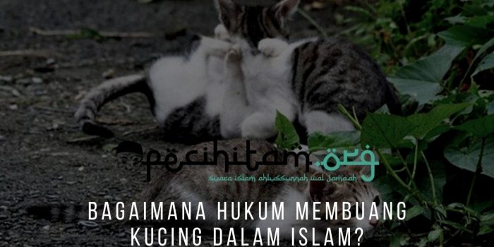 Bagaimana Hukum Membuang Kucing dalam Islam?