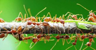 Inilah 10 Hewan Penghuni Syurga, Ternyata Semut Juga Termasuk