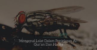 Mengenal Lalat Dalam Penjelasan Al-Qur’an Dan Hadits