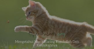 Mengetahui Nama Kucing Rasulullah Dan Keunikannya