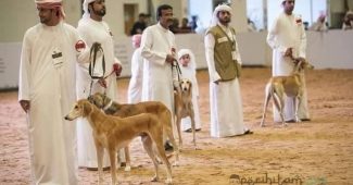 orang islam memelihara anjing