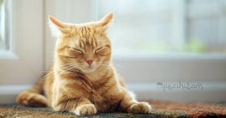 mitos menabrak kucing menurut islam