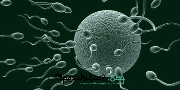 Hadis Tentang Sperma, Ragam Istilah Sperma dalam Bahasa Arab dan Pembentukannya