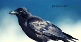 Kisah Ibrahim bin Adham dan Burung Gagak; Bukti Allah Menjamin Rizki Makhluk-Nya