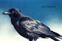 Kisah Ibrahim bin Adham dan Burung Gagak; Bukti Allah Menjamin Rizki Makhluk-Nya