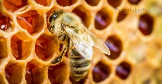 lebah dan madu dalam alquran