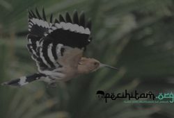 Kisah Burung Hud Hud, Hewan yang Berjasa dalam Pertemuan Sulaiman dan Balqis