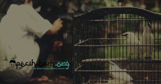 Hukum Memelihara Burung dalam Islam Itu Tergantung Pada Pemeliharanya, Begini Penjelasannya